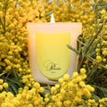 PARESSE PARIS - Scented candle - Gold Mimosa